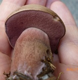 Tylopilus violatinctus image