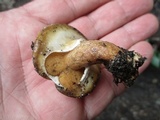 Suillus salmonicolor image