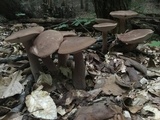 Tylopilus violatinctus image