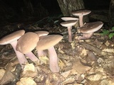 Tylopilus violatinctus image