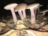 Tylopilus violatinctus image