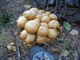 Gymnopilus ventricosus image