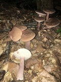 Tylopilus violatinctus image