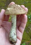 Leccinum snellii image