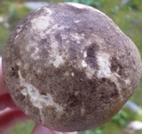 Leccinum snellii image