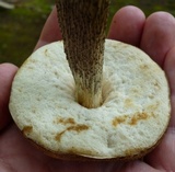 Leccinum snellii image