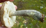 Leccinum snellii image