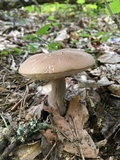 Tylopilus plumbeoviolaceus image