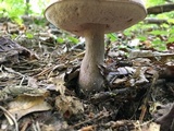 Tylopilus plumbeoviolaceus image