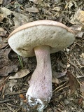 Tylopilus plumbeoviolaceus image