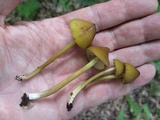 Entoloma luteum image
