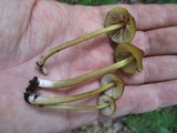 Entoloma luteum image