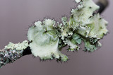 Parmotrema hypotropum image