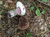 Tylopilus plumbeoviolaceus image