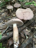 Tylopilus rubrobrunneus image