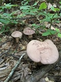 Tylopilus rubrobrunneus image