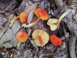 Hygrocybe miniata image