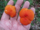Hygrocybe miniata image
