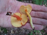 Hygrocybe miniata image