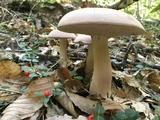 Tylopilus rubrobrunneus image