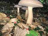 Tylopilus rubrobrunneus image