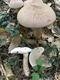 Tylopilus rubrobrunneus image