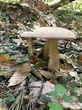 Tylopilus rubrobrunneus image