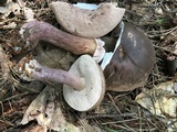 Tylopilus plumbeoviolaceus image