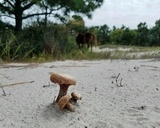 Laccaria trullisata image