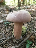 Tylopilus violatinctus image