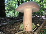 Tylopilus violatinctus image