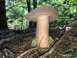 Tylopilus violatinctus image