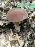 Tylopilus rubrobrunneus image