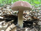 Tylopilus rubrobrunneus image