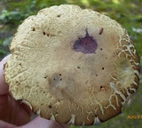 Boletus variipes var. fagicola image