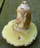 Boletus variipes var. fagicola image