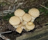 Pholiota squarrosa image