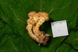 Pholiota squarrosa image