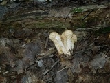 Pholiota squarrosa image