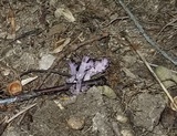 Clavaria zollingeri image