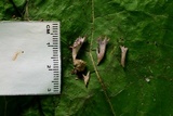 Clavaria zollingeri image