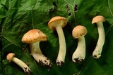 Cuphophyllus pratensis image