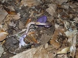 Laccaria amethystina image