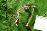 Laccaria amethystina image