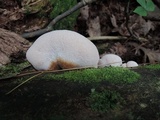 Lentinellus ursinus image