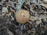 Butyriboletus taughannockensis image