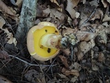 Butyriboletus taughannockensis image