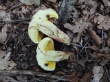 Butyriboletus taughannockensis image