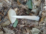 Oudemansiella furfuracea image