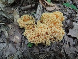 Ramaria formosa image